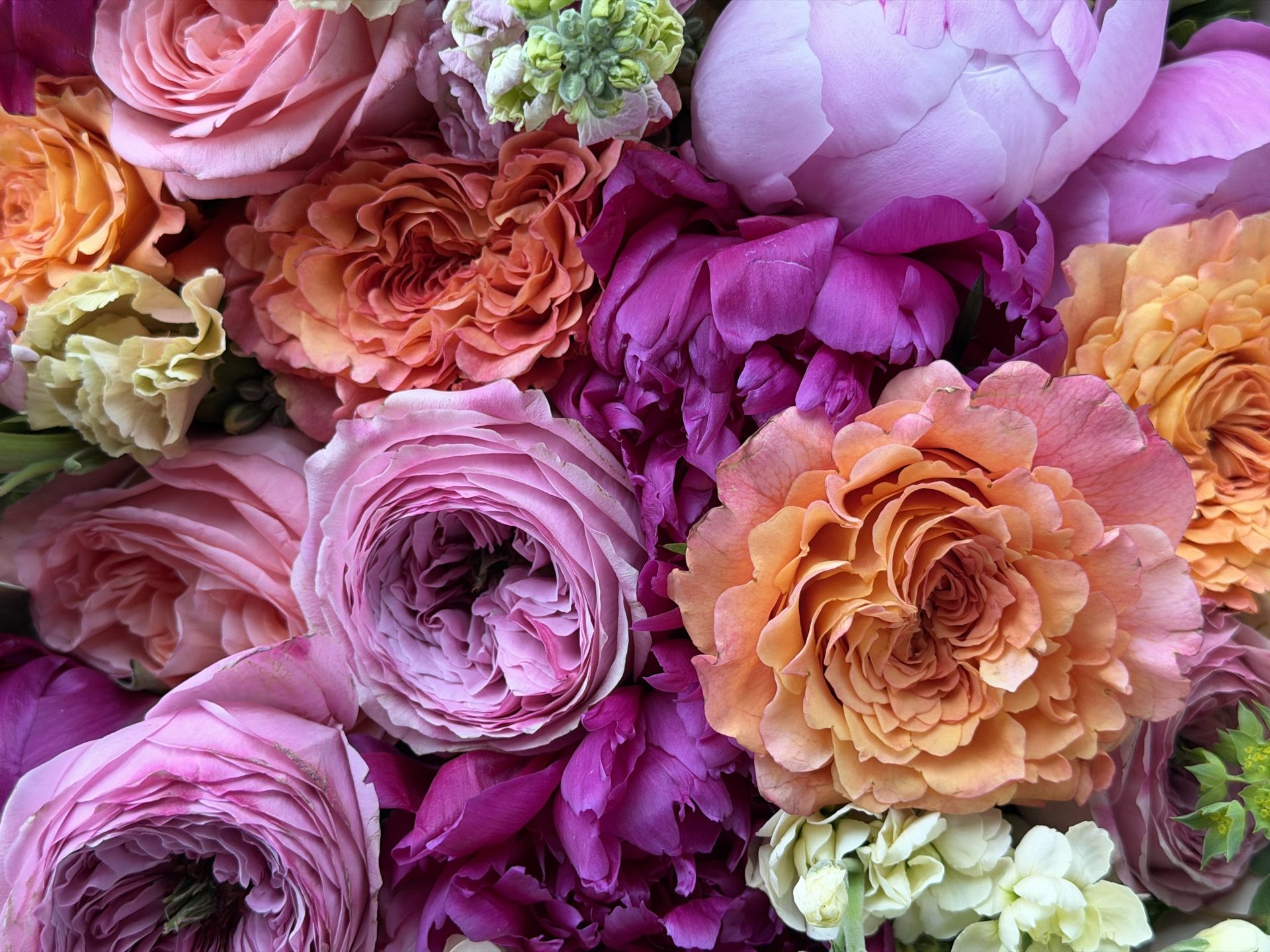 Close-up of pink and peach garden roses, peonies, and cream stock filling the frame